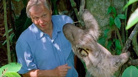 David Attenborough skrämmer en sengångare