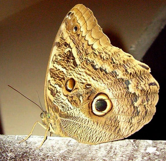 owl butterfly