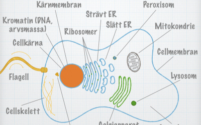 Cell- och mo­le­ky­lär­bio­lo­gi