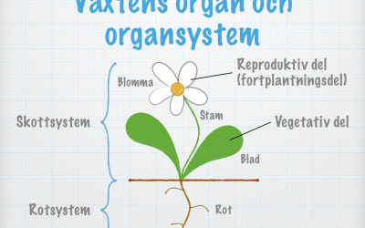 Växt- och svamp­fy­sio­lo­gi