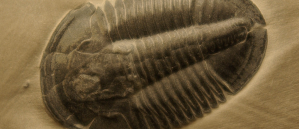 Evolutionär systematik