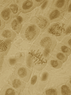 Biologi 1 (Gy11)