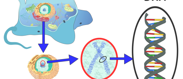 Cellgenetik