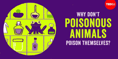 Varför förgiftar inte giftiga djur sig själva?