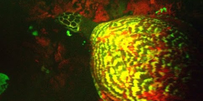 Har du sett en fluorescerande sköldpadda förut?