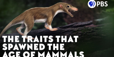 Särdragen som satte fart på däggdjurens evolution