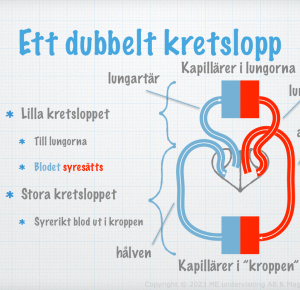 Starta Här > Kurser > Biologi 2 > Lektioner - Magnus Ehingers Undervisning