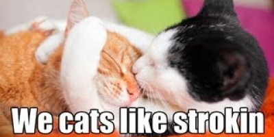 Y doez LOL cats liek a stroke?