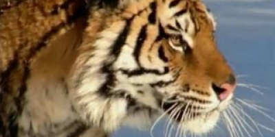 Den sibiriska tigern