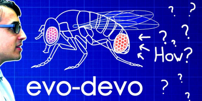 Evo-Devo