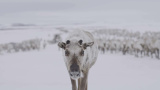 Klarar renarna av ett varmare arktis?