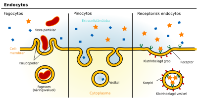 Endo- och exocytos
