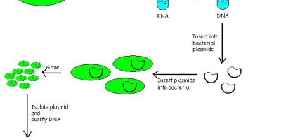 DNA-bibliotek