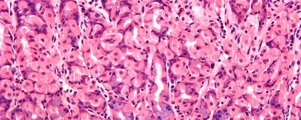 Vävnader, organ och organsystem
