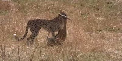 När en gepard jagar gasell