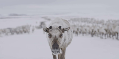 Klarar renarna av ett varmare arktis?