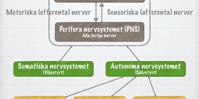 Nervsystemets funktionella indelning