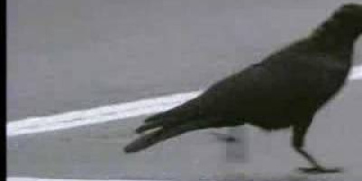 En kråka som använder nötknäppare i form av bilar