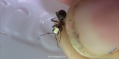 Myrors beteende spåras med pyttesmå radiosändare