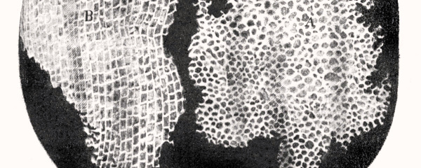 Cellteorin (Biologi 1)
