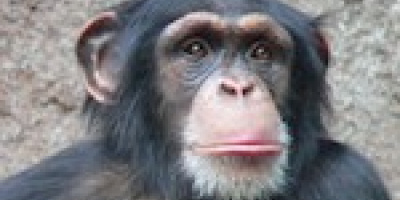 Schimpanser är 