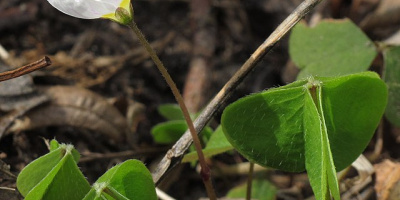 Aromatiska karboxylsyror. Dikarboxylsyror. Hydroxisyror.