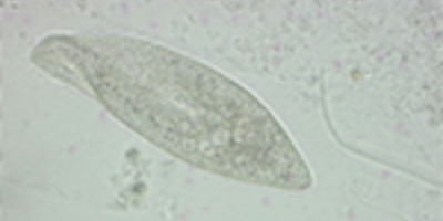 Rörlig Paramecium caudatum