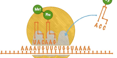 Protein­­syntesen III: Translation