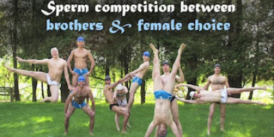 Dansa din doktorsavhandling: Spermiekonkurrens mellan bröder
