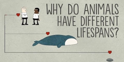 Varför lever olika djur olika länge?