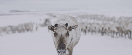 Klarar renarna av ett varmare arktis?