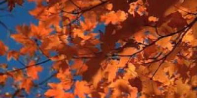Varför löven ändrar färg på hösten