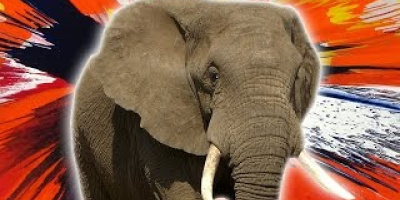 Nio festliga fakta om elefanter
