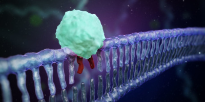 Hur DNA-molekylen repareras – eller inte