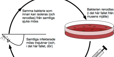 Mikrobiologins historia. Mjält­brand. Tu­ber­ku­los. Bio­lo­gisk krig­föring