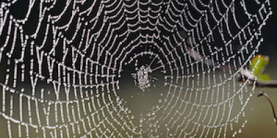 Varför spindelvävs-klister aldrig släpper