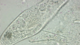Roterande Paramecium caudatum