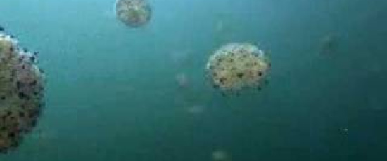 Maneter invaderar Medelhavet