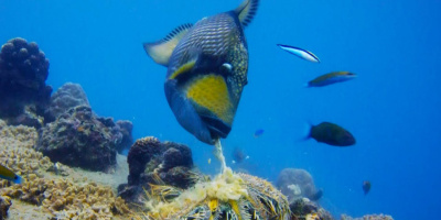 Tryckarfisken: Korallrevets försvarare