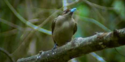 Paradisfåglar på Papua Nya Guinea
