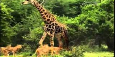Lejon på giraff-jakt