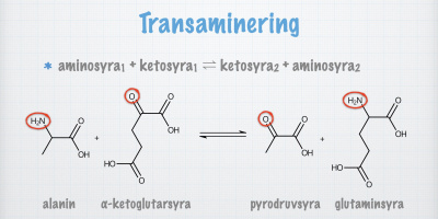 Metabolism av aminosyror