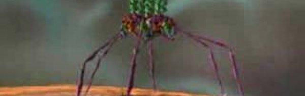 Hur förökar sig virus? Replikation. Adsorption. Passage och avkapsling.