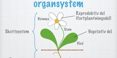 Växternas celler, vävnader, organ och organsystem