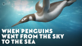Hur pingvinerna tog sig från luft till vatten
