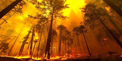 Skogsbranden i Yosemites nationalpark sommaren 2013