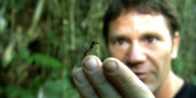 Världens största myra