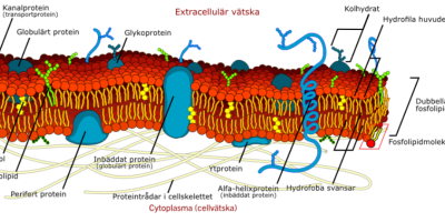 Cellmembranet