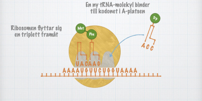 Proteinsyntesen III: Translation