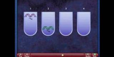 DNA-molekylens syntes (inkl. PCR)